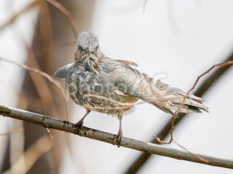 枝にとまるヒヨドリ ヒヨドリ,野鳥,鳥の写真素材