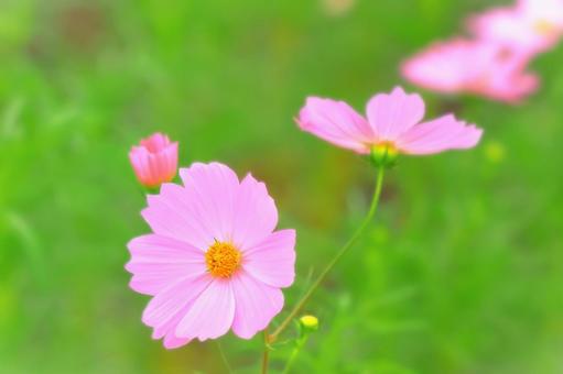 開花したピンクのコスモスの花 開花したピンクのコスモスの花の写真