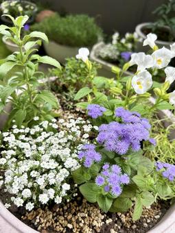 爽やかな色合いの寄せ植え 爽やかな色合いの寄せ植えの写真