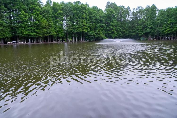別所沼公園の風景 別所沼公園,沼,湖の写真素材