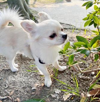 Chihuahua sniffing grass on a walk, chihuahuasa, a walk, a flower, JPG