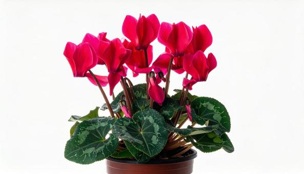 シクラメンの花 シクラメンの花の写真