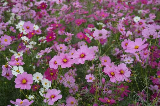 コスモス(安城市赤松町) コスモス(安城市赤松町)の写真