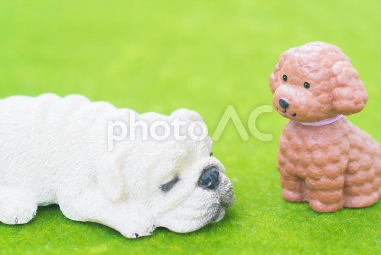 ペットのイメージ 犬,ペット,愛犬の写真素材