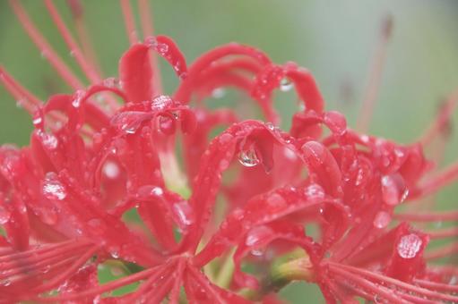 彼岸花 彼岸花 彼岸花,花,アップの写真素材