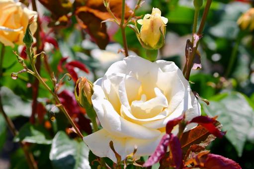 薔薇　イエロークイーンエリザベス 薔薇,イエロークイーンエリザベス,黄の写真素材