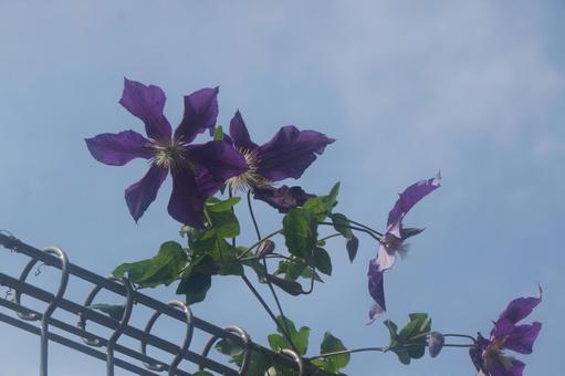 クレマチスの写真