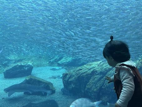 魚を見る子ども 魚を見る子ども お出かけ,美しい,大水槽の写真素材