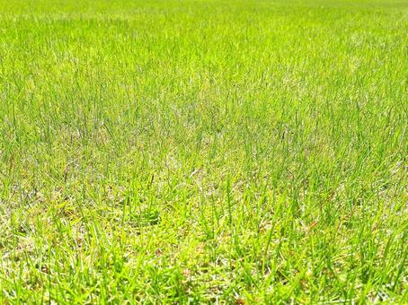 良く管理された芝生 芝生,青芝,芝刈りの写真素材