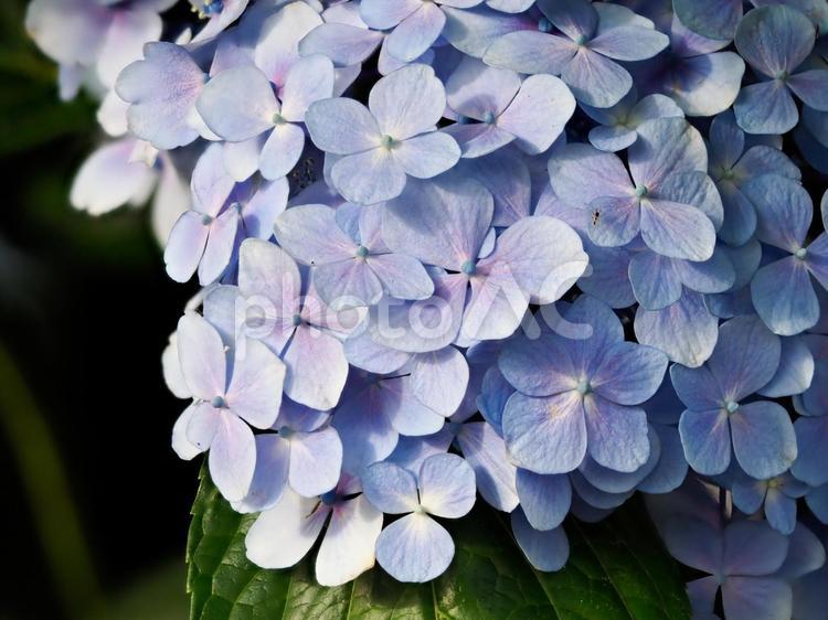 公園に咲く青紫の紫陽花のアップ 青紫色,青紫,紫の写真素材