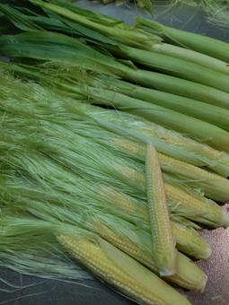 Photo, young corn, corn, chestnut, 