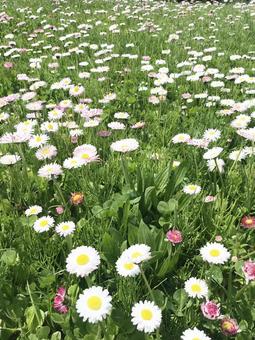 花畑 花畑 花畑,花,自然の写真素材