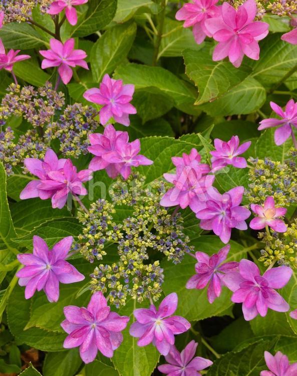 ガ・ク・ア・ジ・サ・イ 紫陽花,ガクアジサイ,あじさいの写真素材