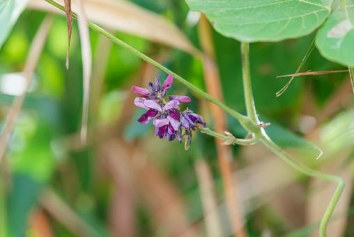 草陰で咲くかわいいクズの花 草陰で咲くかわいいクズの花 クズ,草花,花の写真素材