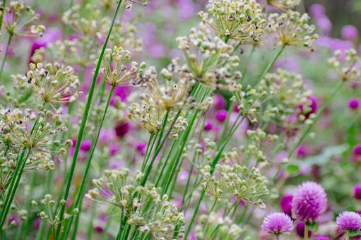 花ニラと千日紅 花ニラ,千日紅,ピンクの写真素材