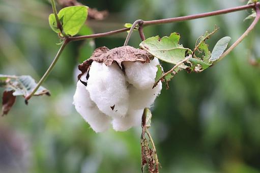 ワタの実（コットンボール） ワタ,実,コットンボールの写真素材