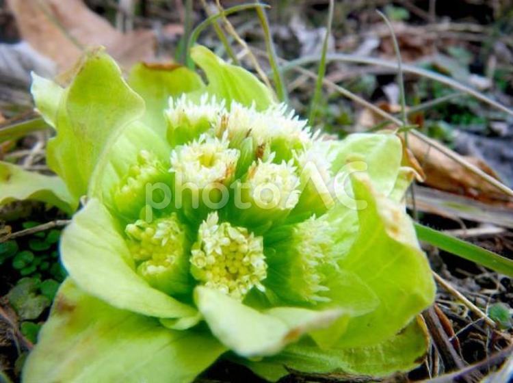 ふきのとう 野菜,春,旬の写真素材
