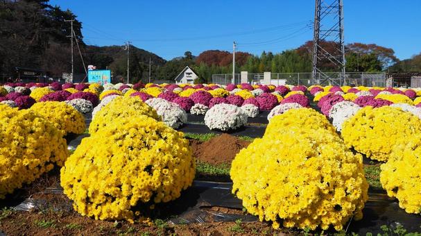 秋の厚木市飯山・カラフルな菊(神奈川県) 秋の厚木市飯山・カラフルな菊(神奈川県) 秋,菊,厚木市の写真素材