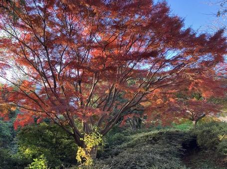 真っ赤な紅葉 真っ赤な紅葉の写真