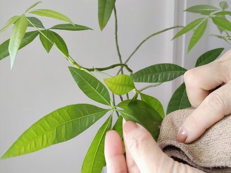 観葉植物のお手入れ 観葉植物のお手入れの写真