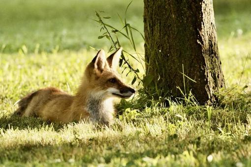 Fox, JPG Fox, JPG