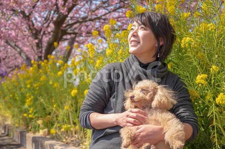 花見　犬と若い女性(その２９) 花見,愛犬家,菜の花の写真素材