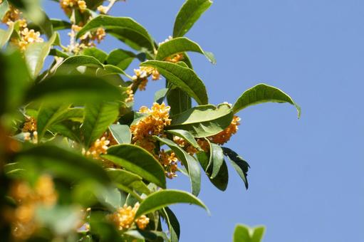 金木犀(キンモクセイ)の花と青空 金木犀(キンモクセイ)の花と青空 金木犀,花,秋の写真素材