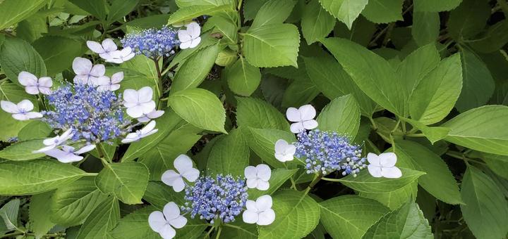 ガクアジサイ ガクアジサイ,青色,自然の写真素材