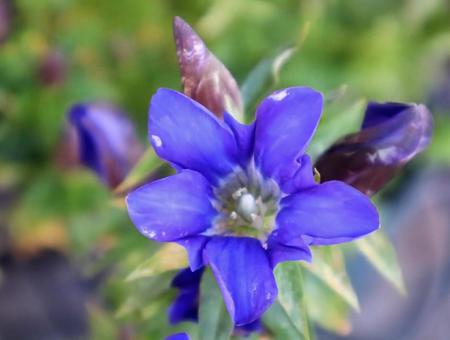 病に打ち勝つ花の写真