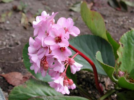 ヒマラヤユキノシタ ヒマラヤユキノシタ マクロ,草花,5弁花の写真素材