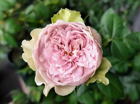 ベランダのバラ・コフレ ベランダのバラ・コフレ 薔薇,バラ,コフレの写真素材