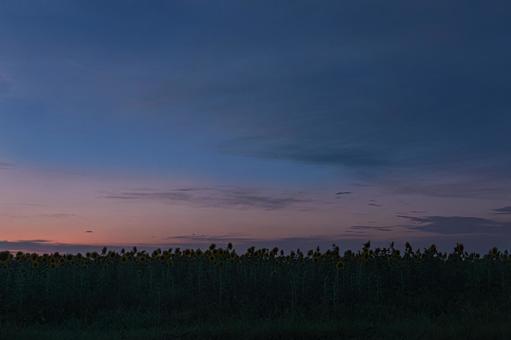 Sunflower field after sunset, JPG