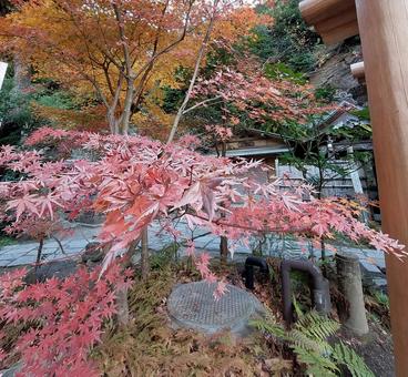 紅葉 紅葉の写真