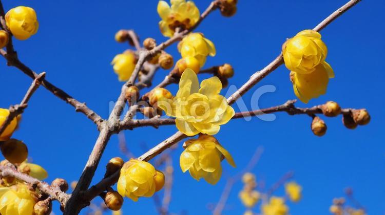 冬・早春の花・航空公園のロウバイ・所沢市 冬,早春,蝋梅の写真素材