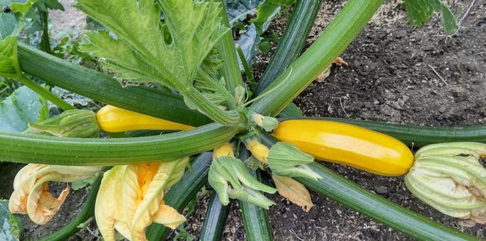 黄色ズッキーニ 黄色ズッキーニ ズッキーニ,黄色,野菜の写真素材