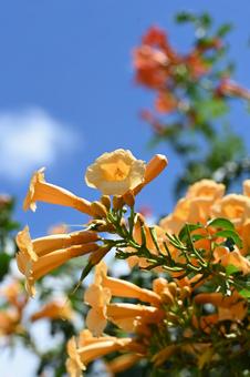 Trumpet Creeper, JPG Trumpet Creeper, JPG