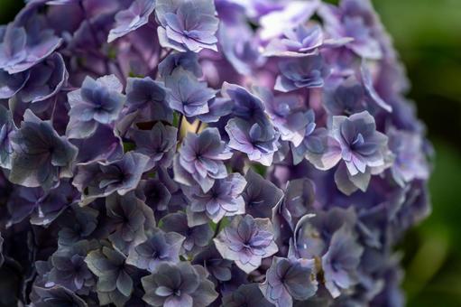 Hydrangea, JPG