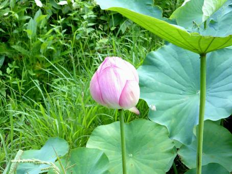 公園の植え込みで育つハスのツボミ 公園の植え込みで育つハスのツボミの写真