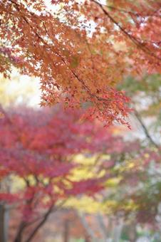 紅葉 紅葉の写真