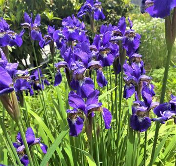 iris, iris, irysy, purpurowe kwiaty, JPG