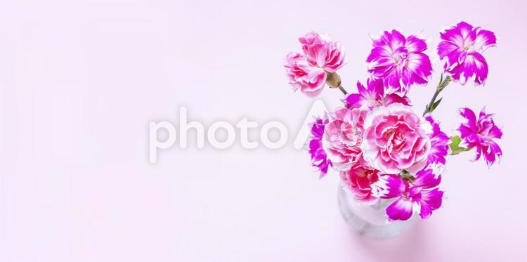 ピンクカーネーション花束イメージ素材 花,ピンク,カーネーションの写真素材