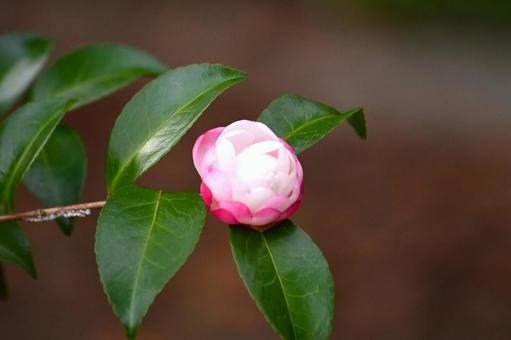 朝倉サザンカの蕾ですの写真