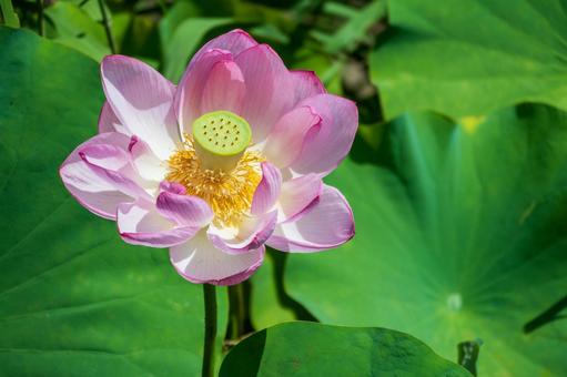 夏に咲くピンクの大賀ハス 夏に咲くピンクの大賀ハス 蓮,ピンク,花の写真素材