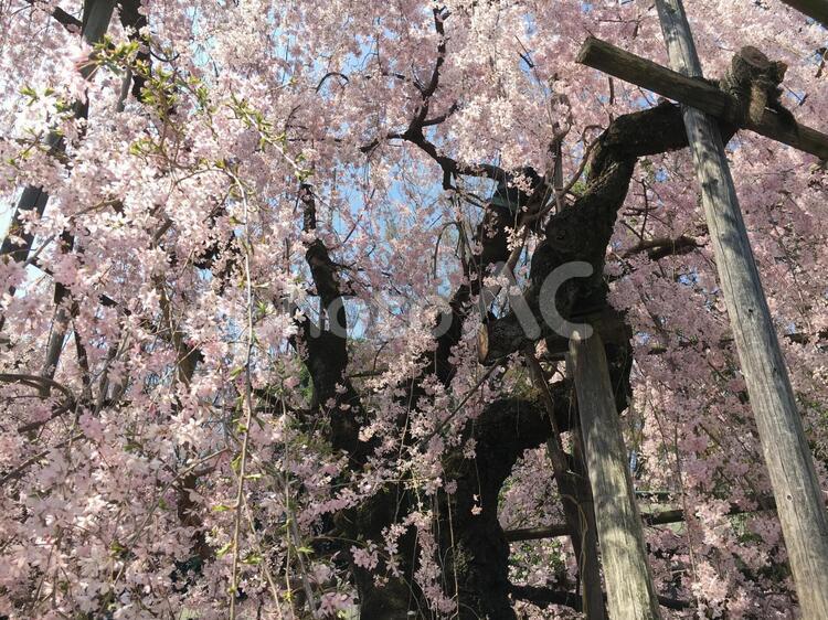 しだれ桜 桜,枝垂れ桜,春の写真素材