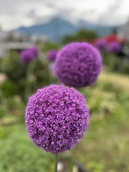 Allium higotai purple flower, JPG Allium higotai purple flower, JPG