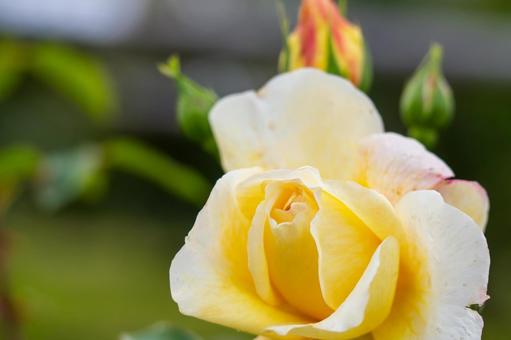 蔵王のバラ(82) 蔵王のバラ(82)の写真