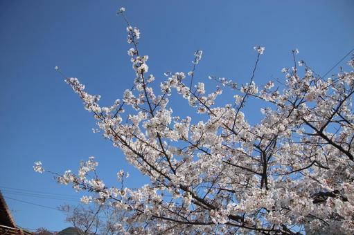 Cherry blossoms in full bloom, JPG Cherry blossoms in full bloom, JPG