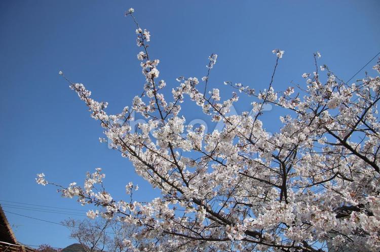満開の桜 満開,さくら,桜の写真素材