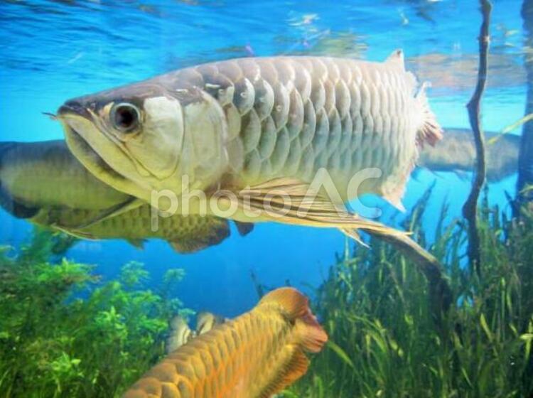 悠々と泳ぐ魚　鱗も立派！　水族館　魚　生き物 水族館,うろこ,接写の写真素材