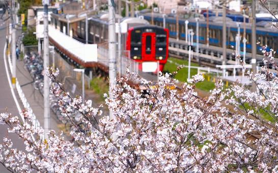 Photo, electric train, cherry blossoms, station, 